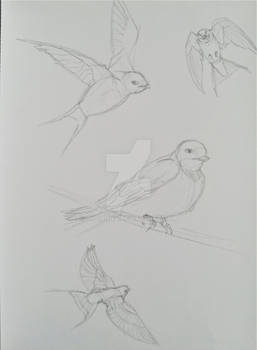 Bird study!