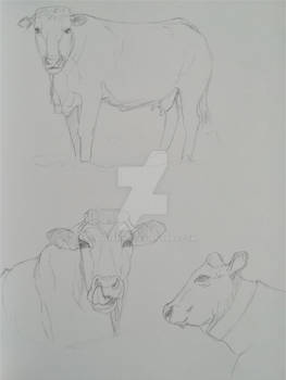 Cow