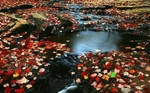 fall-stock image by miralkhan