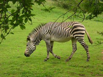 Zebra