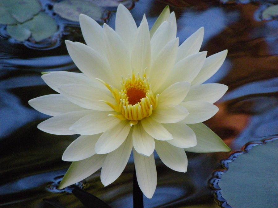 White Waterlily