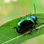 Pretty beetle
