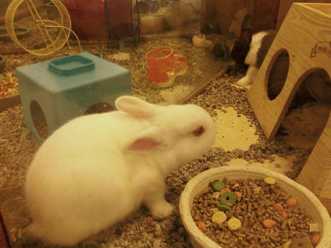 Bunny at a Local Pet Store 2