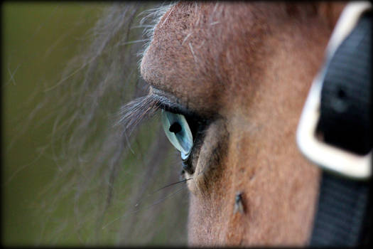 Pony's eye