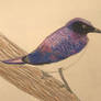 Violet backed starling