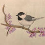 Black-capped chickadee