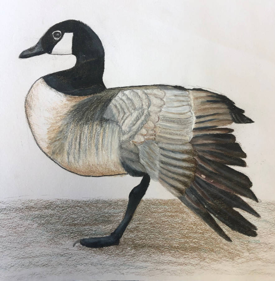 Deviantart Goosed Canada Goose by goobykanobi386 on DeviantArt