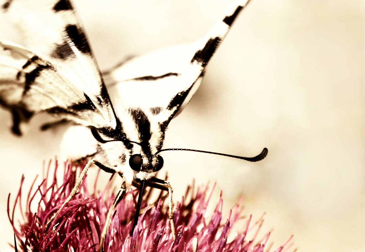 Beauty of a Butterfly