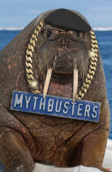 mythbusters walrus