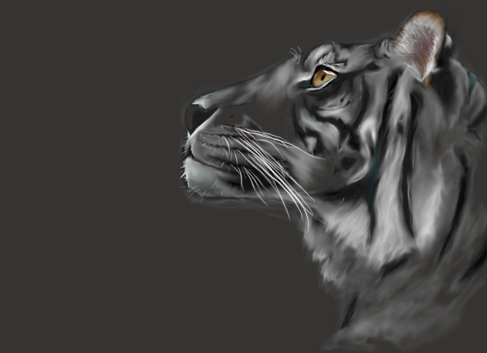 Bengal Tiger - grayscale