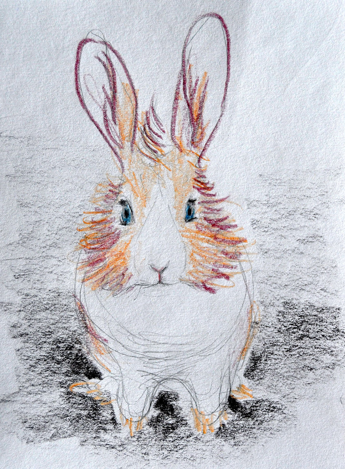 Portrait of a bunny