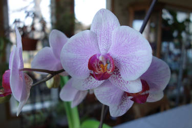 Happy Orchid April 2013