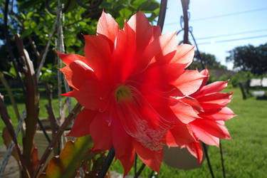 Christmas Cactus 2013 2