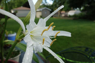 Peruvian Daffodil 2013 2