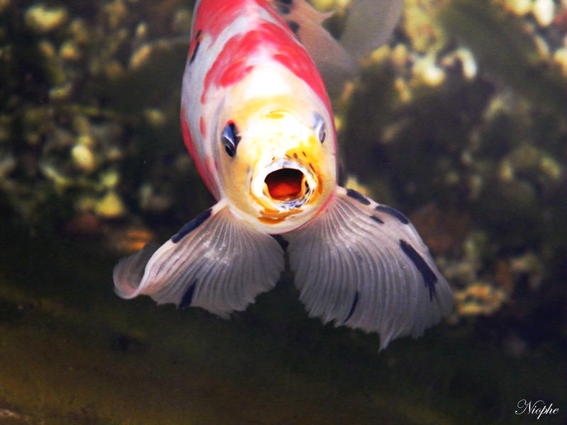 singing fish by Niophee on DeviantArt