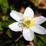 Beauty on the Forest Floor