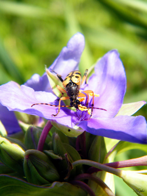 Beetle Snack