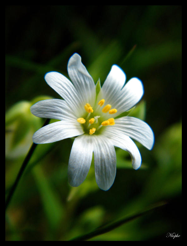 beauty in the meadow