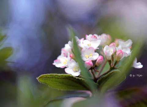 a blossom fairy tail