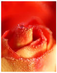 Pearls of Rose by Niophee