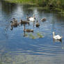 The Swan Family