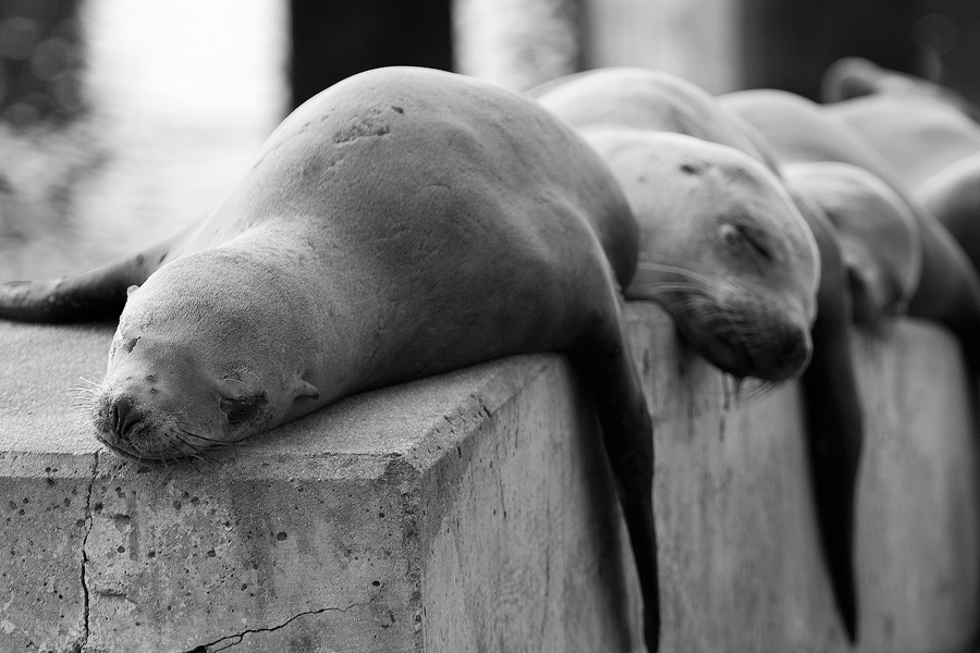 Sleepy Sea Lions