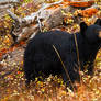 Autumn Black Bear