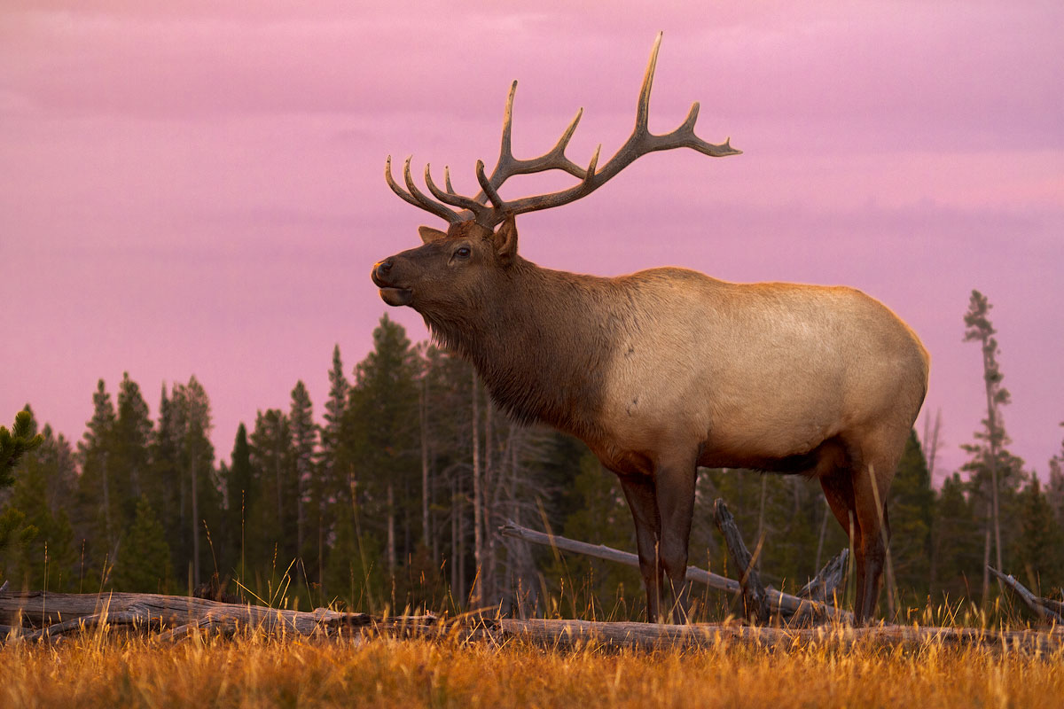 Elk at Sunset