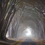 Cypress Tunnel