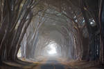 Cypress Tunnel
