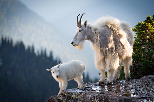 Mom and Baby Mountain Goat