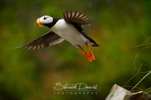 Puffin (#26)