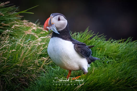 Puffin with Capelin