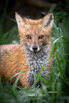 Red Fox 3