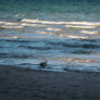 The Little Seagull that Could