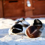 Sunday Ducks