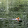 Smallest Bow Waves