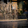 Evening Shower