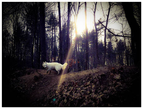 My lovely dog in the forest