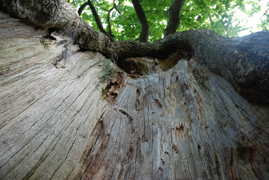 Tree Tunnel