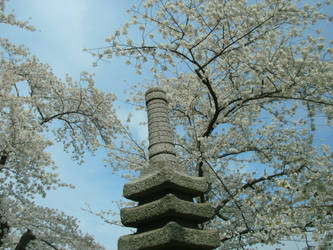 Bunches of Blossoms