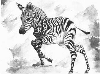 Zebra