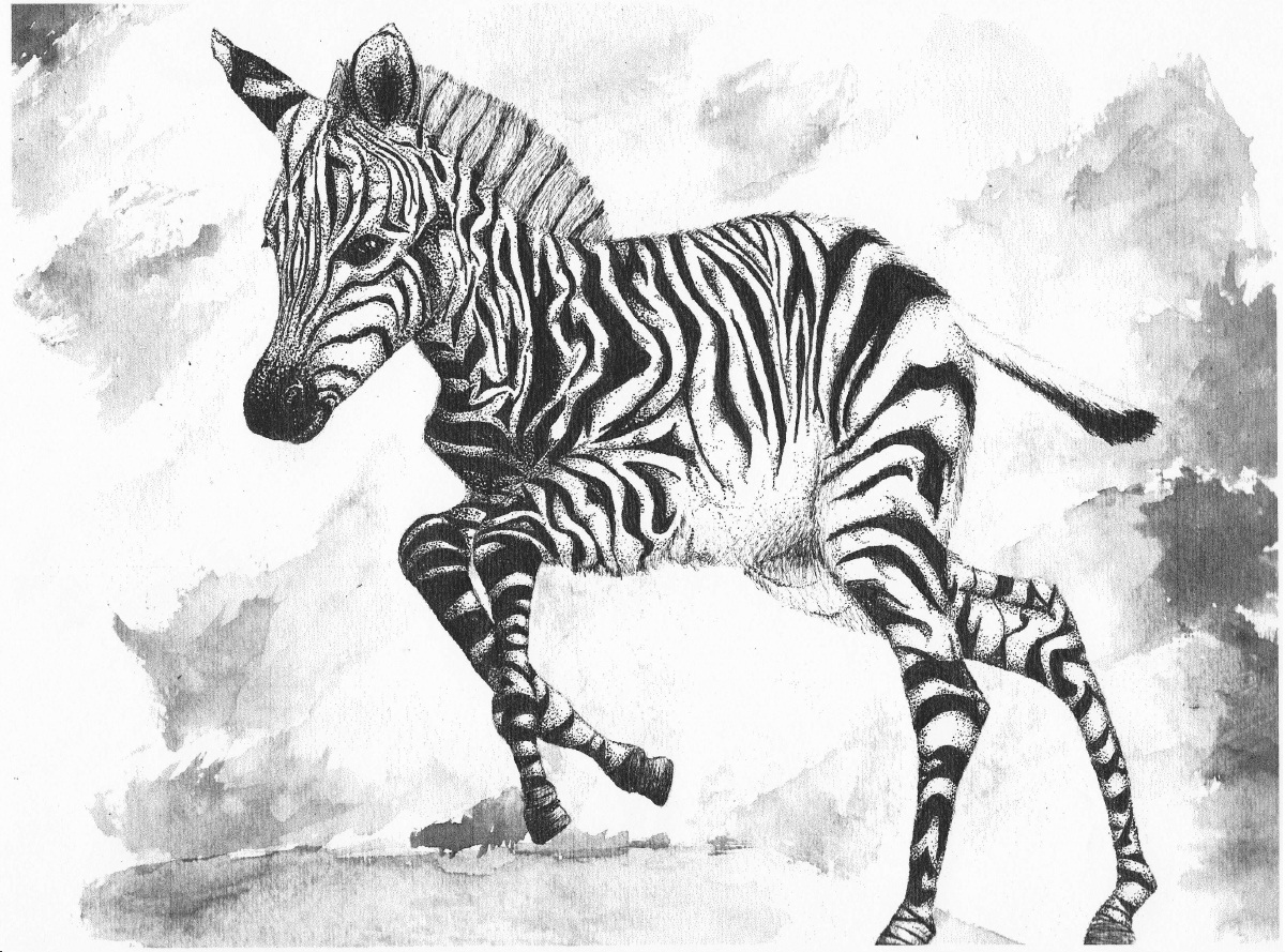 Zebra