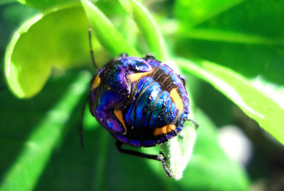 Blue Bug Rsa Blue Bug by Treeeee on DeviantArt