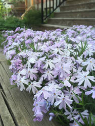 Summer flowers 