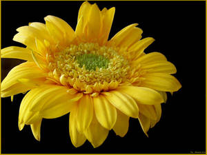 yellow flower