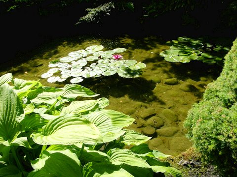 Lilly Pads Flowers Water Stock