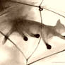 Cat  walk)) on  umbrella.