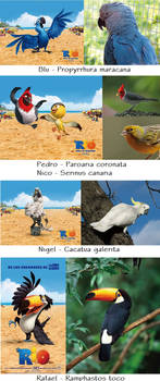 Rio the real birds