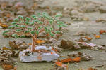 Little visitors by beads-poet